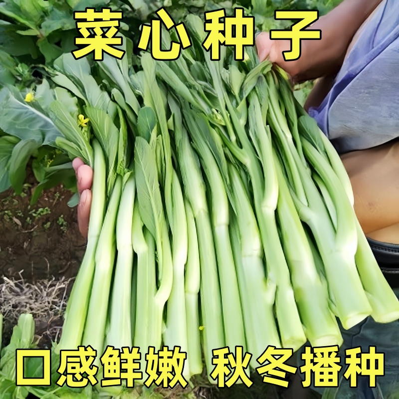 连州甜菜心种籽多芽甜菜心油菜苔高脚菜心增城迟菜心四季播蔬菜子
