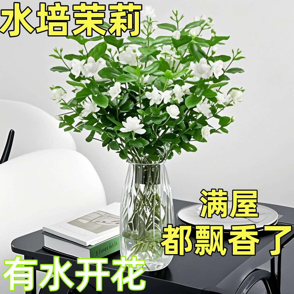 带花发货茉莉花水培植物盆栽办公室内桌面好养懒人鲜花绿植好养花