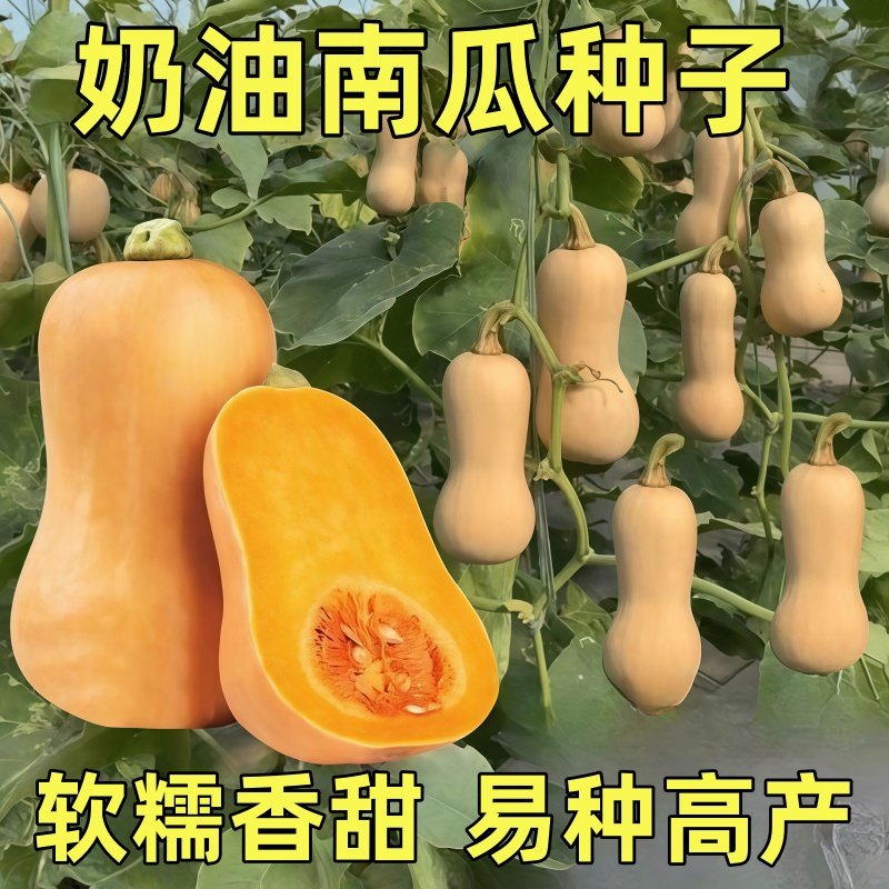 奶油南瓜种子四季种高产甜糯小南瓜种籽阳台盆栽南瓜种子品种大全,鲜花速递/花卉仿真/绿植园艺,种苗/半成品盆栽,淘宝优惠券,粉丝福利购,淘宝优惠卷