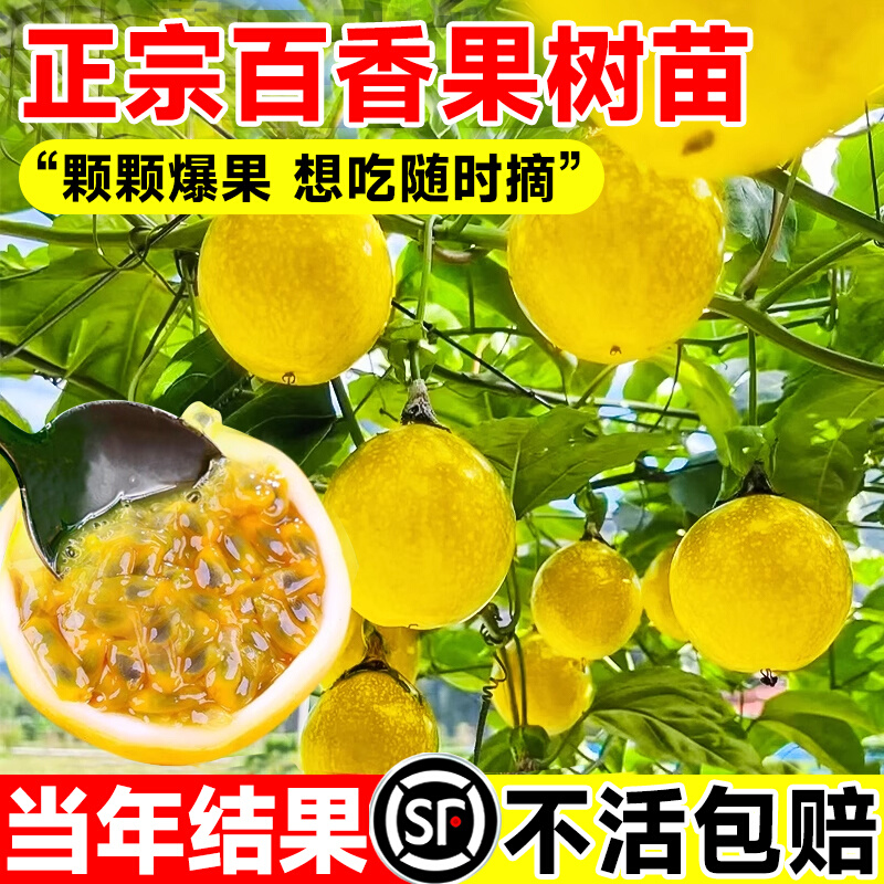 钦蜜9号黄金百香果树果苗百香果广西嫁接苗四季种植盆栽不断结果