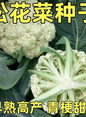 松花菜种子青梗花椰菜种籽菜花苗子四季蔬菜耐寒耐热高产庆美70天