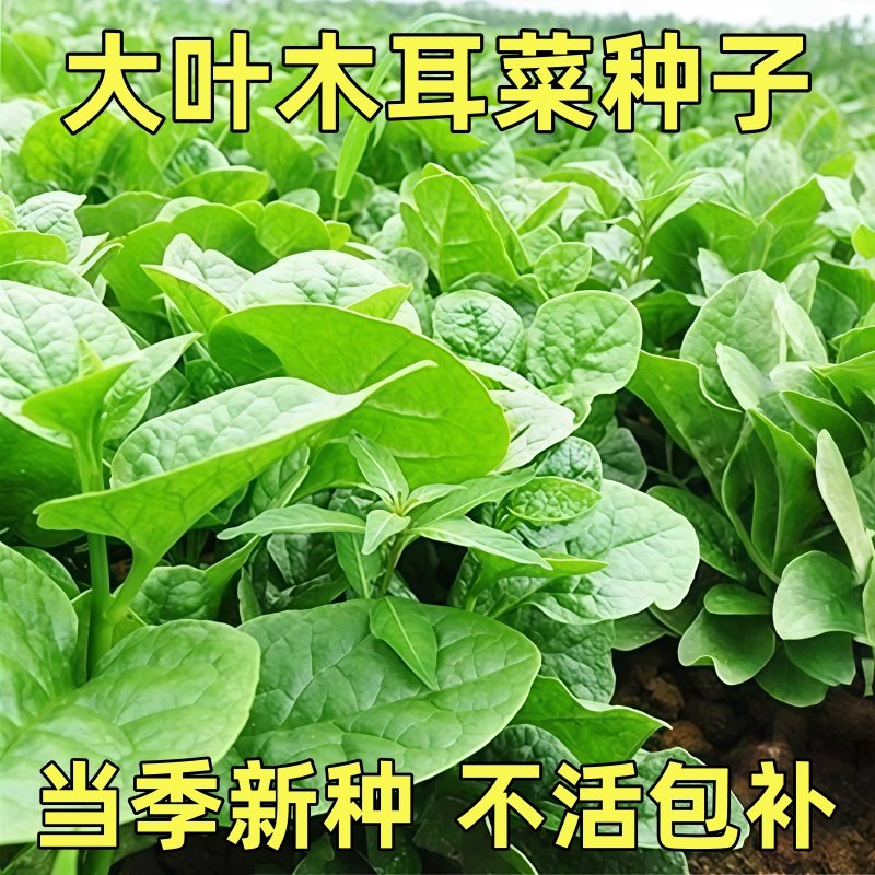 正品大叶木耳菜种子鲜嫩脆甜豆腐菜阳台盆栽可种植高产量蔬菜种子,鲜花速递/花卉仿真/绿植园艺,种苗/半成品盆栽,淘宝优惠券,粉丝福利购,淘宝优惠卷