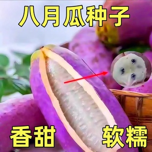 八月瓜种子紫色八月瓜籽野生香甜软糯抗病丰产四季种植爬藤新鲜种