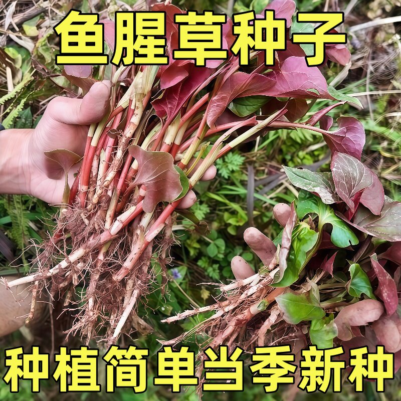 野生鱼腥草种子四川正宗新鲜折耳根苗家庭园艺四季盆栽种子大全