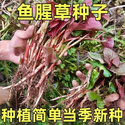野生鱼腥草种子四川正宗新鲜折耳根苗家庭园艺四季盆栽种子大全