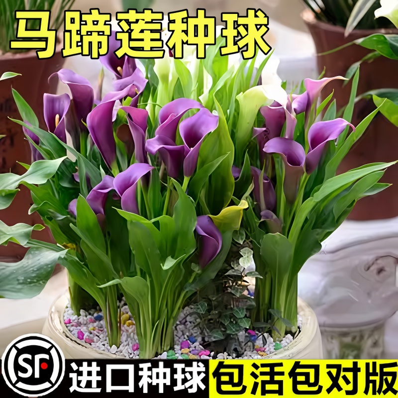 进口彩色马蹄莲种球盆栽四季花卉室内阳台好养花卉带花多年生植物