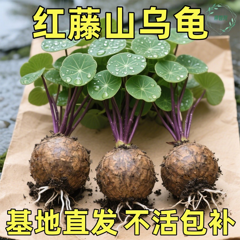 红藤山乌龟植物金不换爬藤多肉盆栽水培客厅阳台室内室外圆叶绿植
