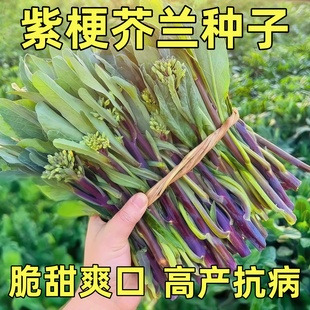 紫梗芥兰菜种子红根芥蓝菜红杆甜芥蓝菜籽耐寒高产阳台盆栽蔬菜孑
