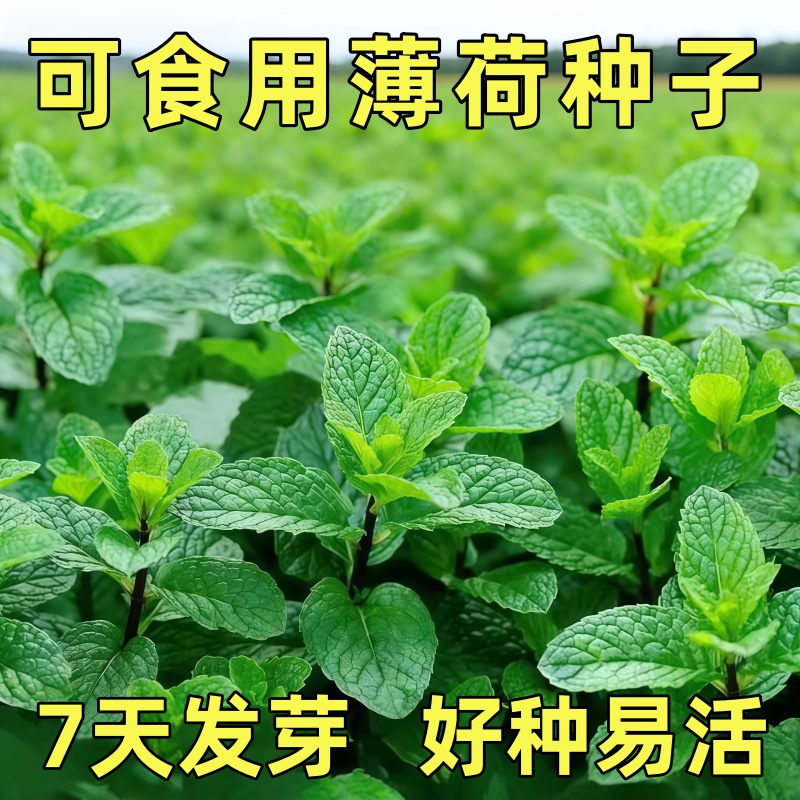 可食用薄荷种子留兰香柠檬苗猫薄荷四季播种室内阳台盆栽花种籽子