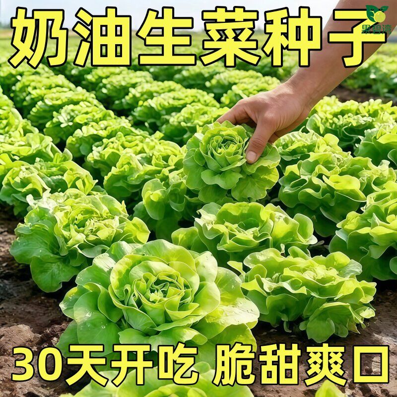 四季奶油生菜种子可生吃阳台盆栽夏季耐热蔬菜种籽农家玻璃生菜种