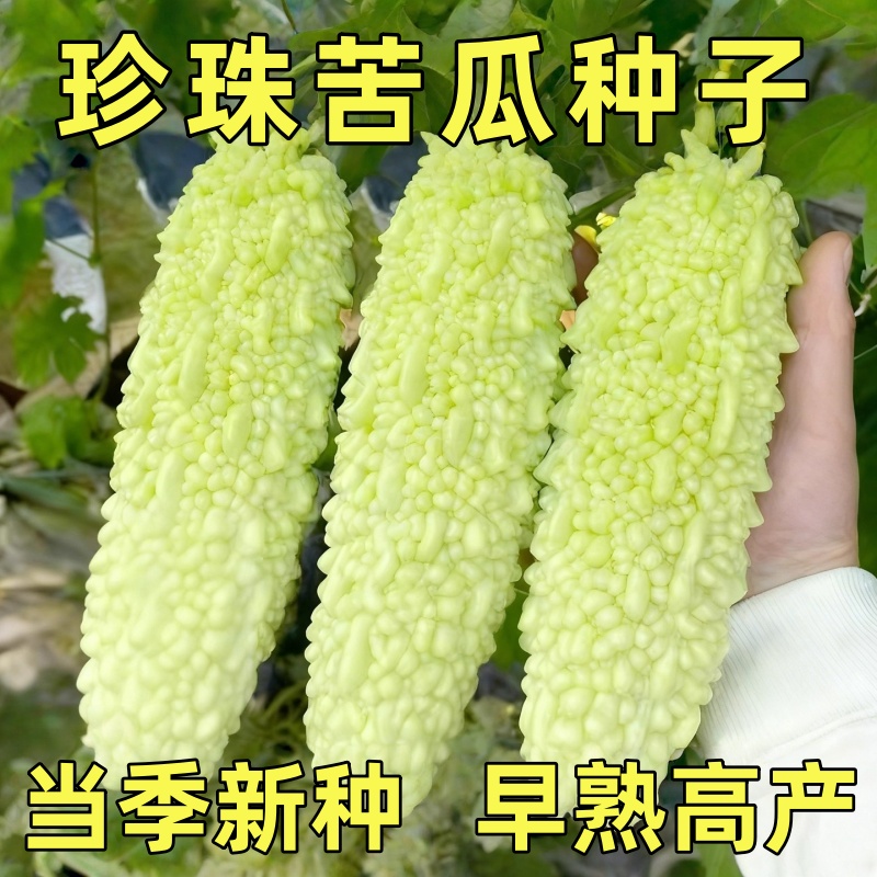 珍珠苦瓜种子春秋耐热高产庭院种植蔬菜种籽鲜嫩翠绿优选脆嫩