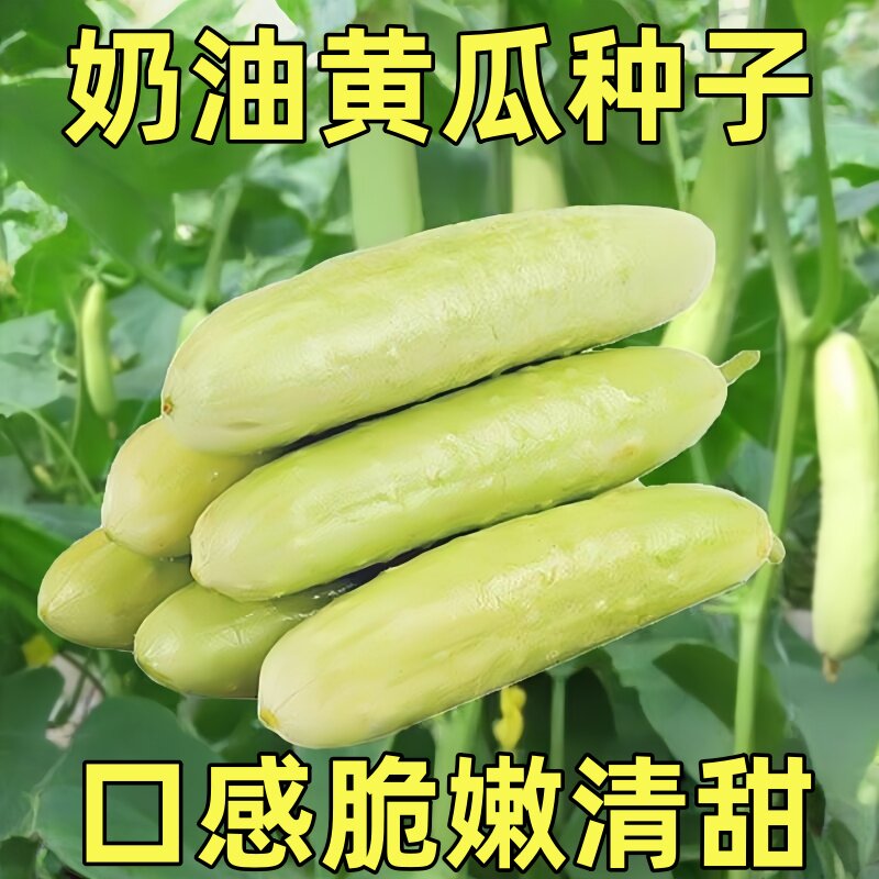 奶油黄瓜种子金棚白玉春季秋季高产四季盆栽特色水果黄瓜种籽图片