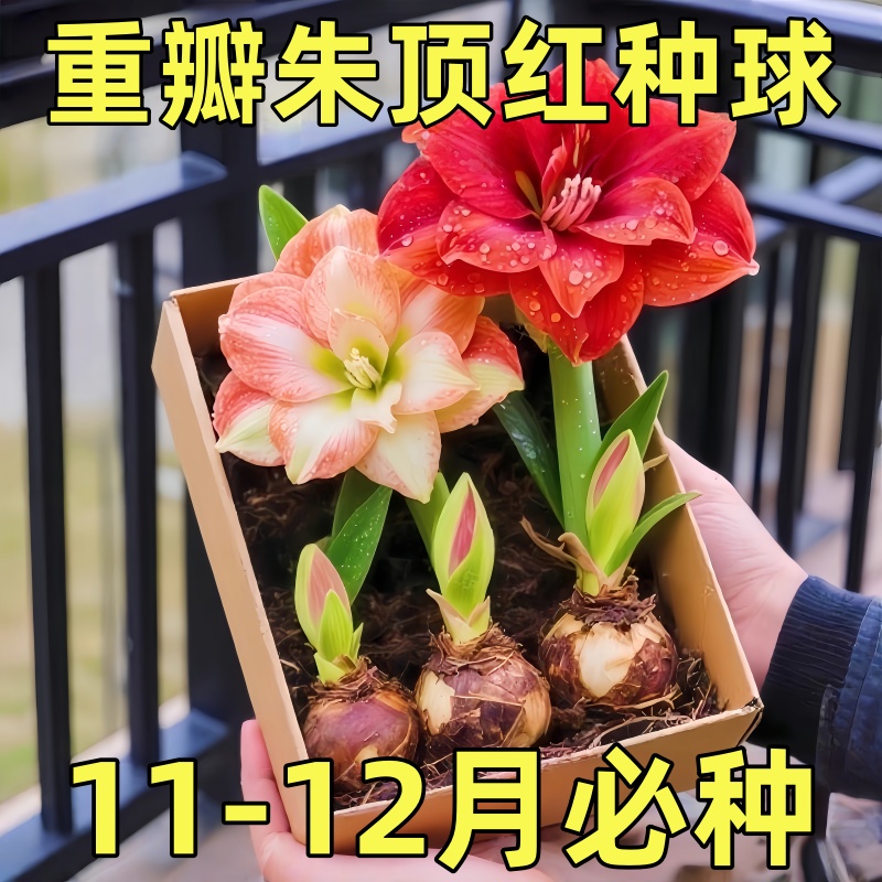 朱顶红进口重瓣种球盆栽花卉植物室内当年开花阿弗雷鬼魅初恋双梦