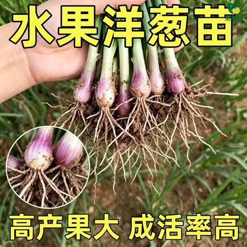 水果洋葱秧苗基地直发紫皮洋葱苗带根二红扁圆红皮洋葱头苗子耐寒