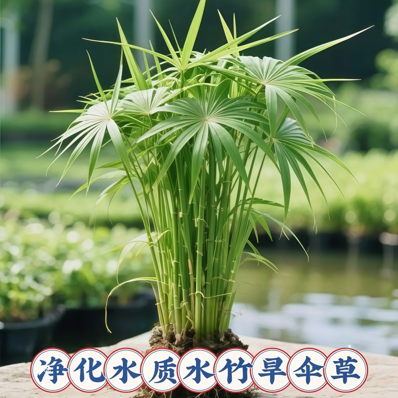 水培植物风车草水竹乌龟竹旱散草卧室客厅绿植净化水质庭院鱼池缸