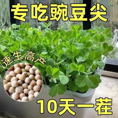 豌豆尖种子豌豆苗种籽非无须可连续多次采收有须豌豆秋冬蔬菜种子