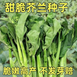 甜脆芥兰种籽潮汕芥蓝菜种子孑四季菜秋季广东春季菜籽头紫大菜苔