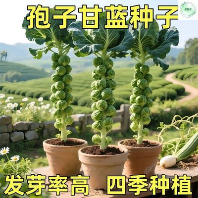 孢子甘蓝种子迷你小包菜种籽四季播盆栽蔬菜秋冬蔬菜耐寒高产易种