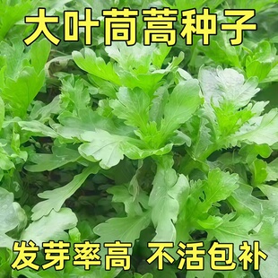 皇帝菜大叶茼蒿种子种籽中叶小叶筒篙菜茼蒿菜四季蔬菜孑菜籽