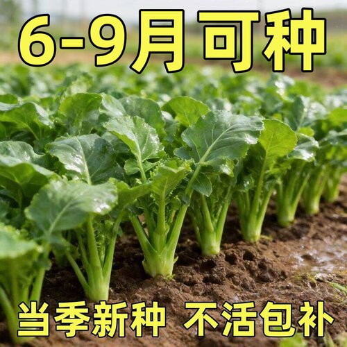 正宗板蓝根青菜种子高产量肉质脆嫩青菜种子家庭庭院四季蔬菜种子