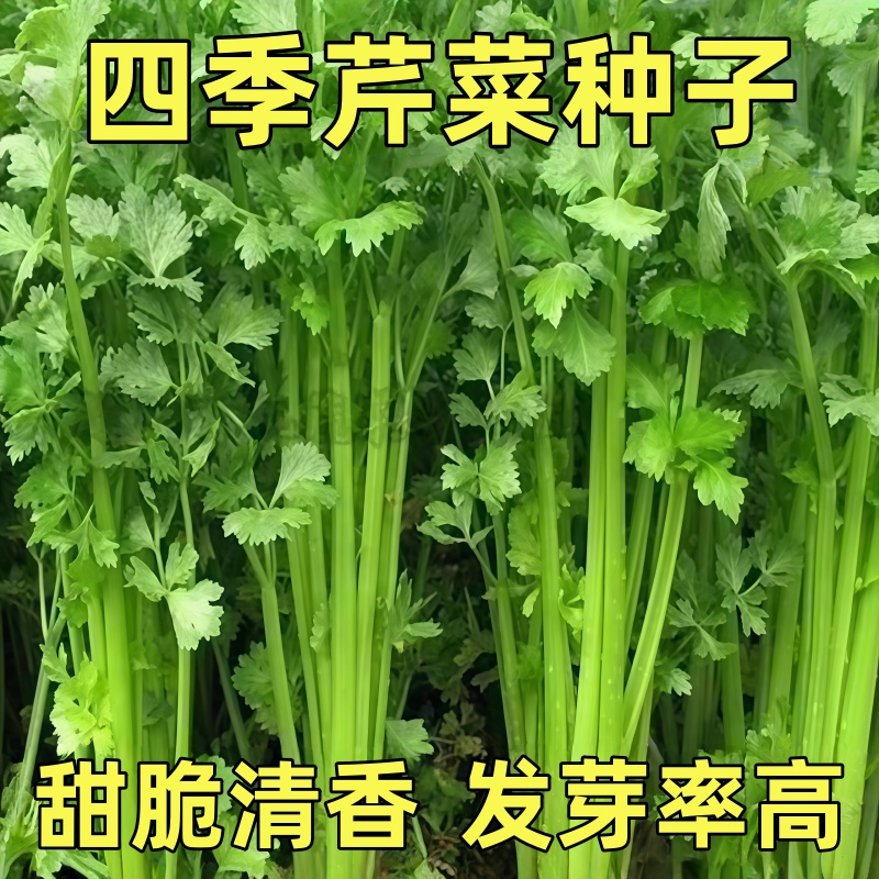 老品种小香芹种子芹菜种子香味浓郁实心芹菜种子四季播可以留籽