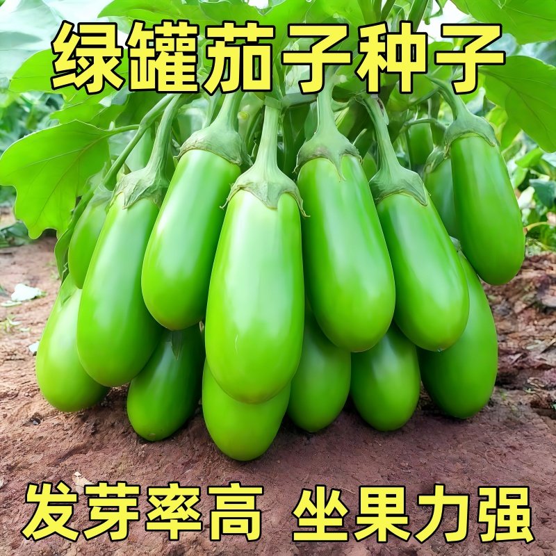 绿罐茄种子茄子种籽高产四季蔬菜种子青茄子绿皮耐寒春季秋菜种子,鲜花速递/花卉仿真/绿植园艺,种苗/半成品盆栽,淘宝优惠券,粉丝福利购,淘宝优惠卷
