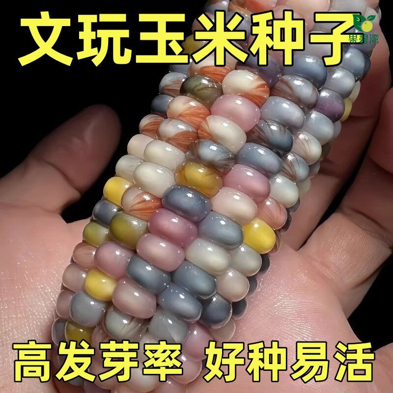 七彩琉璃玉米种子血丝玉米文玩宝石玉米观赏玉米种籽混色玉米种子图片