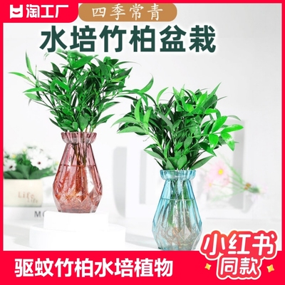 驱蚊竹柏水培植物室内养绿花卉盆