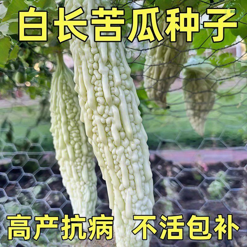 白玉长白苦瓜种子大全四季种植高产阳台盆栽白玉苹果苦瓜蔬菜种籽,鲜花速递/花卉仿真/绿植园艺,种苗/半成品盆栽,淘宝优惠券,粉丝福利购,淘宝优惠卷