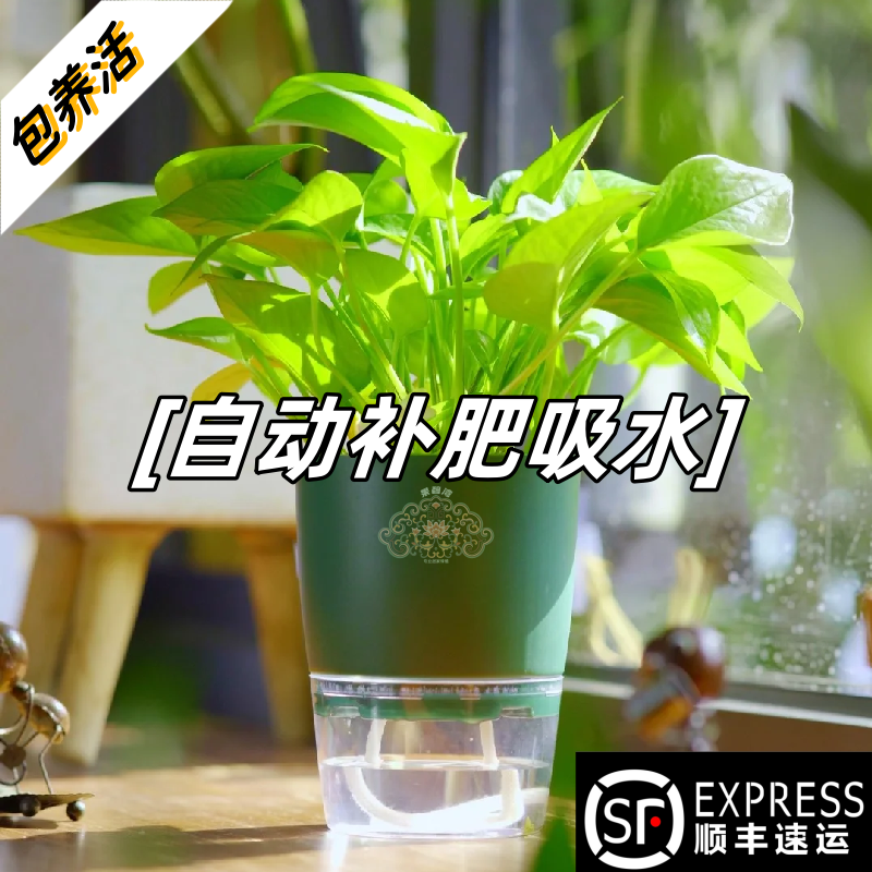 绿萝盆栽室内植物吸甲醛绿箩长藤大叶新房家用除甲醛绿植水培绿罗