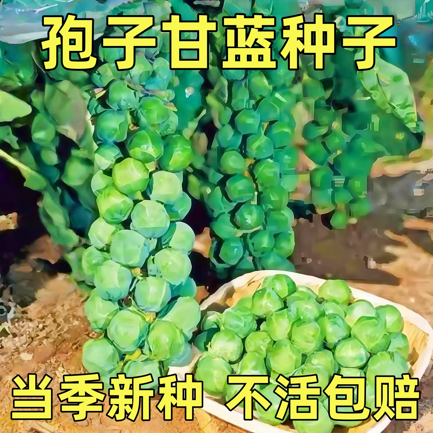 耐热孢子甘蓝种子盆栽地栽观赏蔬菜春秋夏天播蔬菜籽种子阳台种植