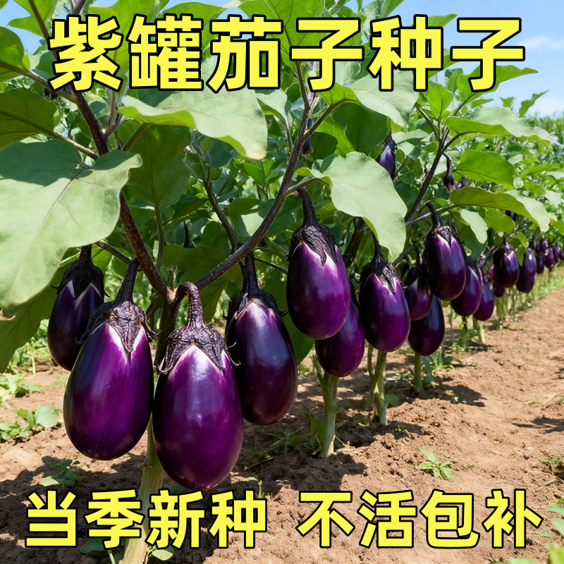 紫罐茄子种子特大牛心茄蔬菜种孑农家盆栽高产春秋季四季菜瓜种籽,鲜花速递/花卉仿真/绿植园艺,种苗/半成品盆栽,淘宝优惠券,粉丝福利购,淘宝优惠卷