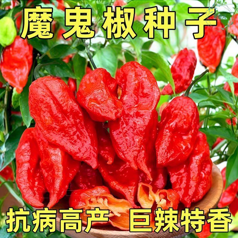 印度魔鬼椒辣椒种子特辣变态辣涮涮辣超辣龙息四季蔬菜种苗籽种孑,鲜花速递/花卉仿真/绿植园艺,种苗/半成品盆栽,淘宝优惠券,粉丝福利购,淘宝优惠卷