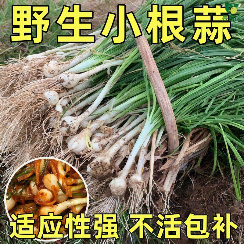 小根蒜种籽四季播耐热高产庭院易活阳台盆栽野葱野生薤白蔬菜种子