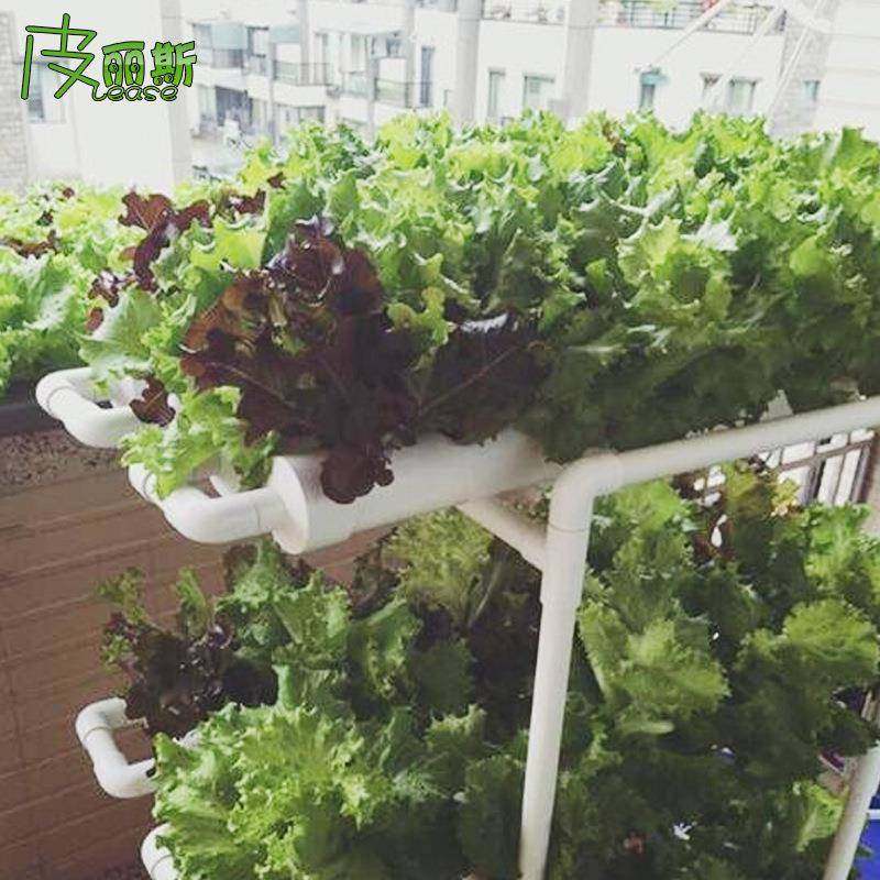 大容量种植架无土菜栽培设备水培种PVC管道生85658744菜青菜多叶