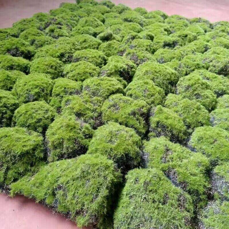 仿真藓草坪撅类苔绿植苔真仿真青苔仿草坪仿真苔藓植物藓绿植仿真