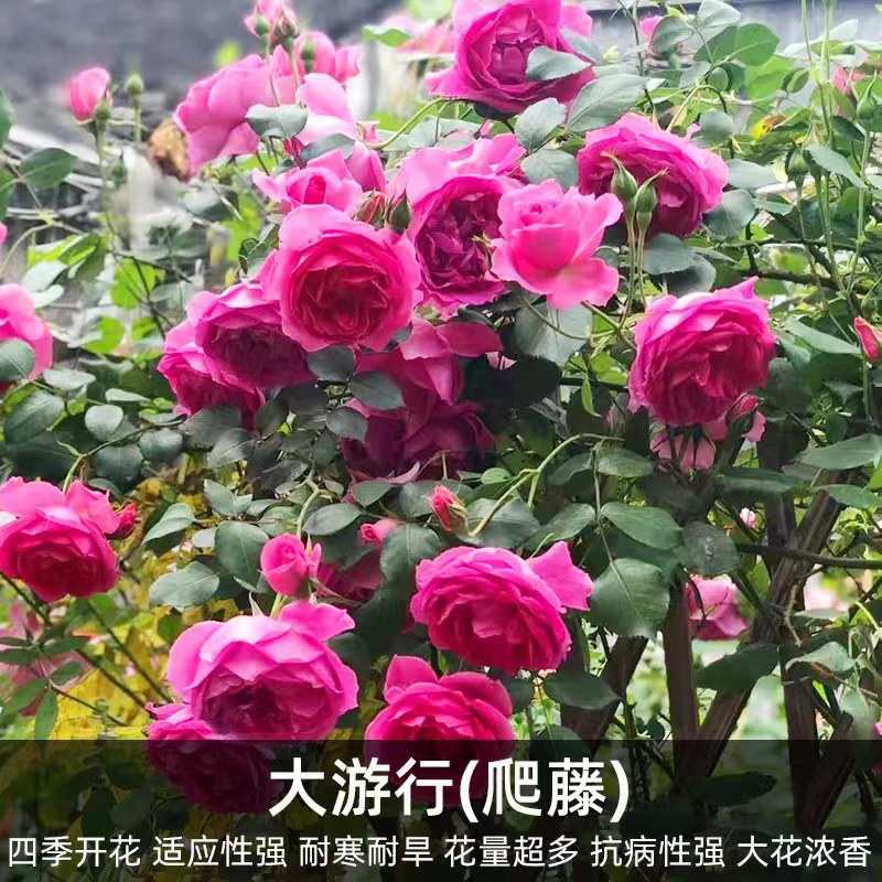 盆栽花苗开花月季四季阳台庭院安花卉月季藤本藤蔷薇花苗爬吉拉