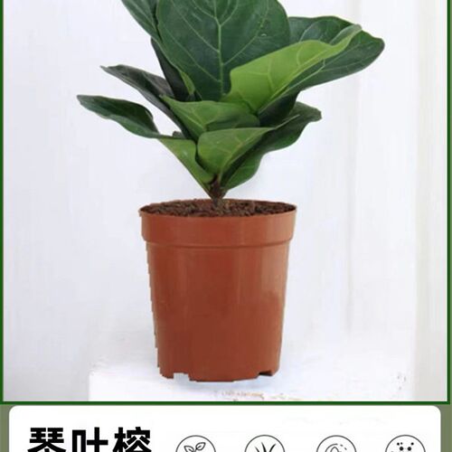 琴叶榕绿植北欧风客厅大型盆栽橡皮树大叶植物办公室内吸甲醛花卉