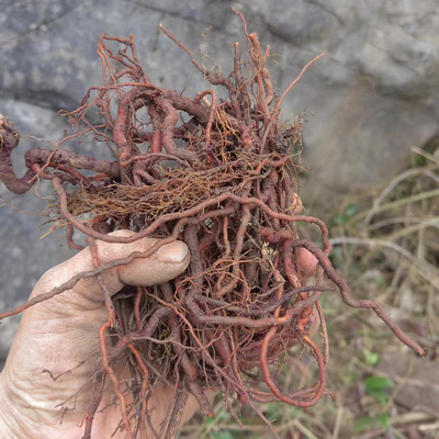 野生新鲜茜草根中药材现挖现发