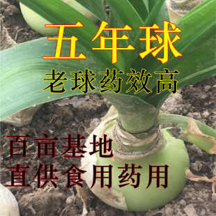 植物盆栽 种球 顺丰 包邮 海葱五年球 虎眼万年青可食用 干特价 成品