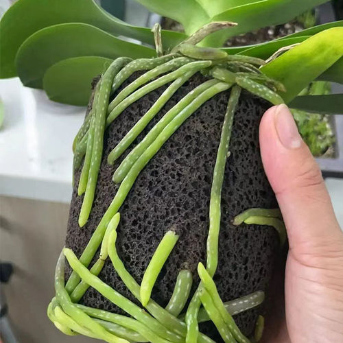 蝴蝶兰专用透气耐用泥炭土