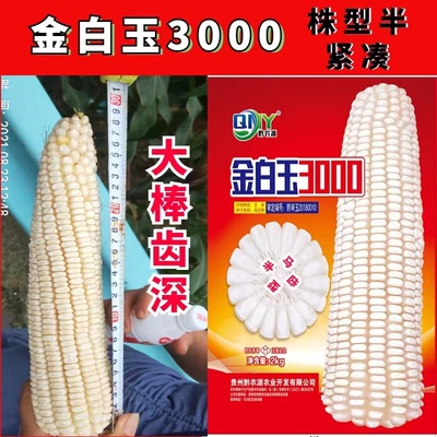 大田玉米种子金白玉3000高产大棒