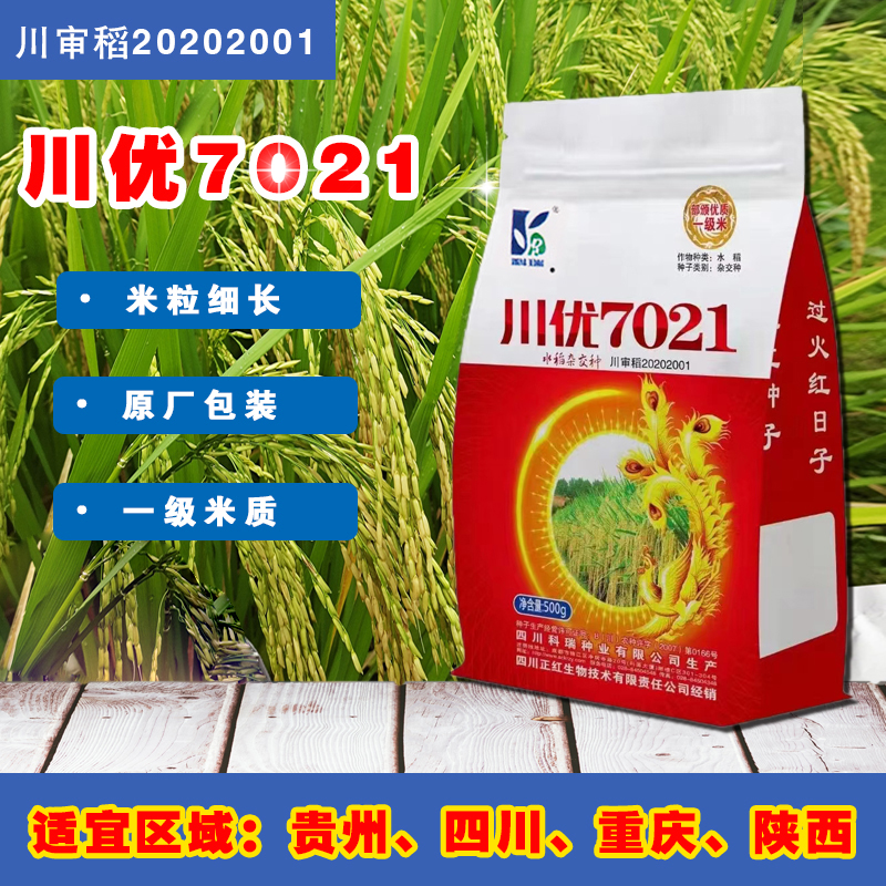 杂交水稻种子川优7021口感带嚼劲