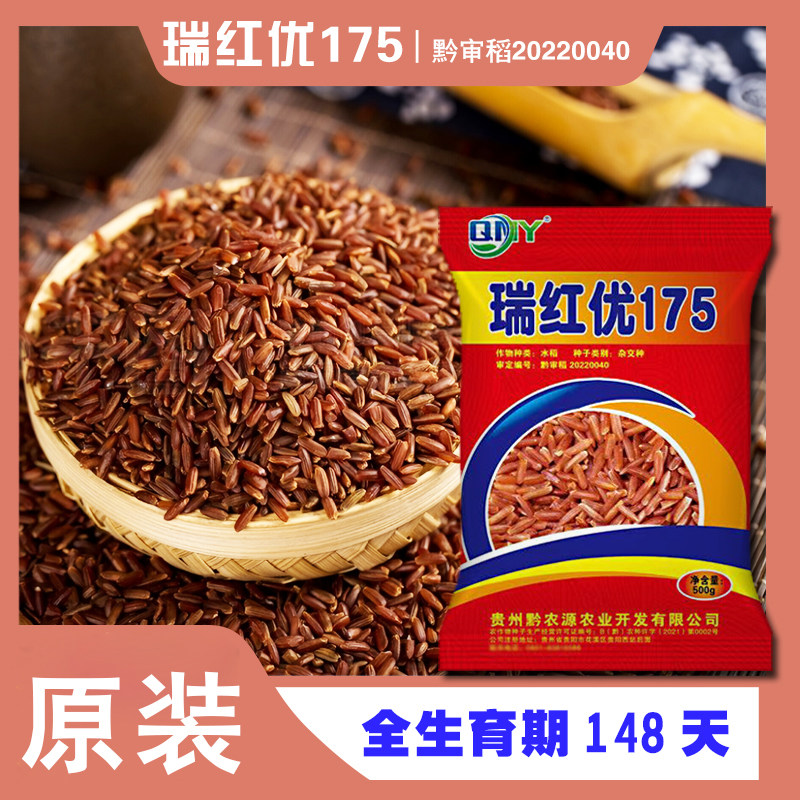 贵州特色水稻种子瑞红优175红米种子抗倒500g袋