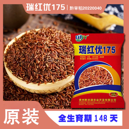 特色水稻种子瑞红优175红米种子