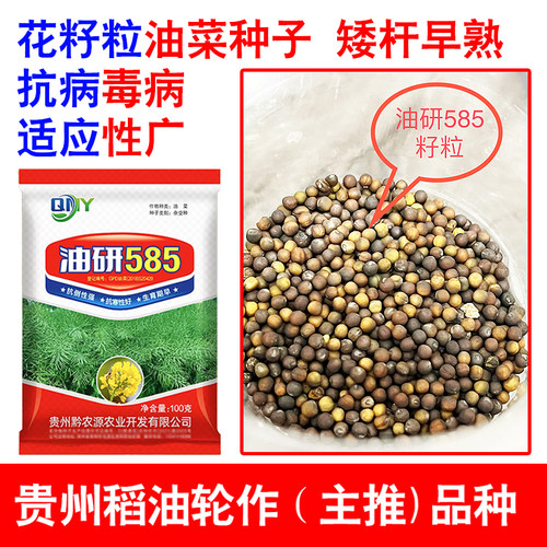 早熟杂交油菜种子油研585