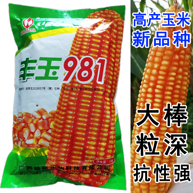 矮杆大棒王硬粒型玉米种子丰玉98