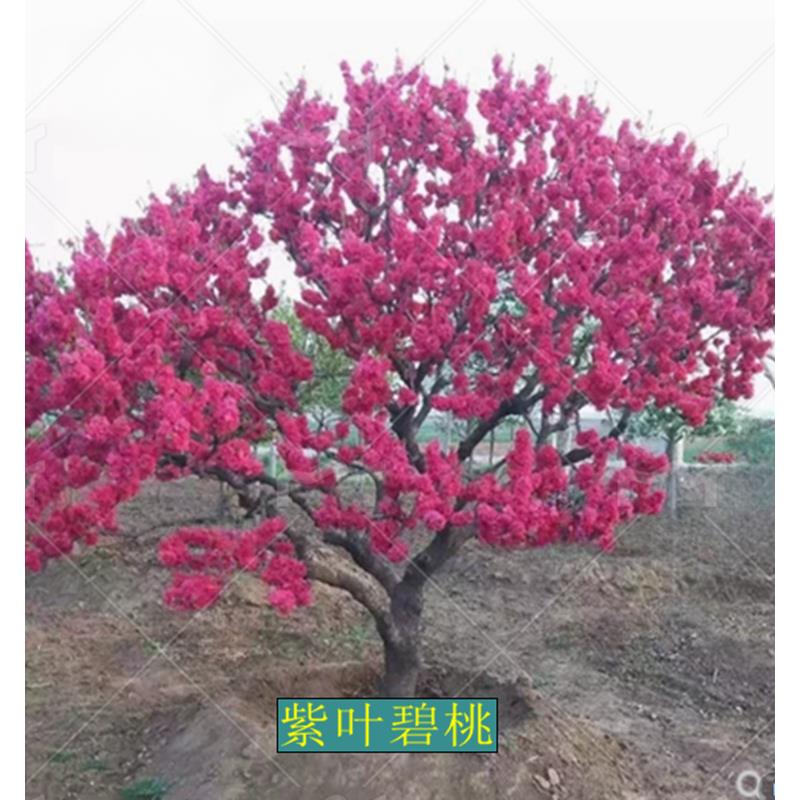 庭院观赏桃花红叶碧桃树苗紫叶碧桃苗盆栽花卉紫叶桃别墅风景树