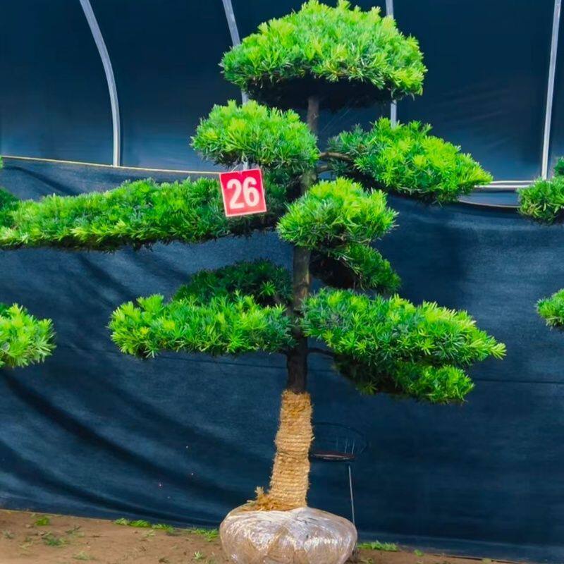 罗汉松造型树小叶雀舌庭院门口园林造景地栽盆栽四季常青耐寒耐热