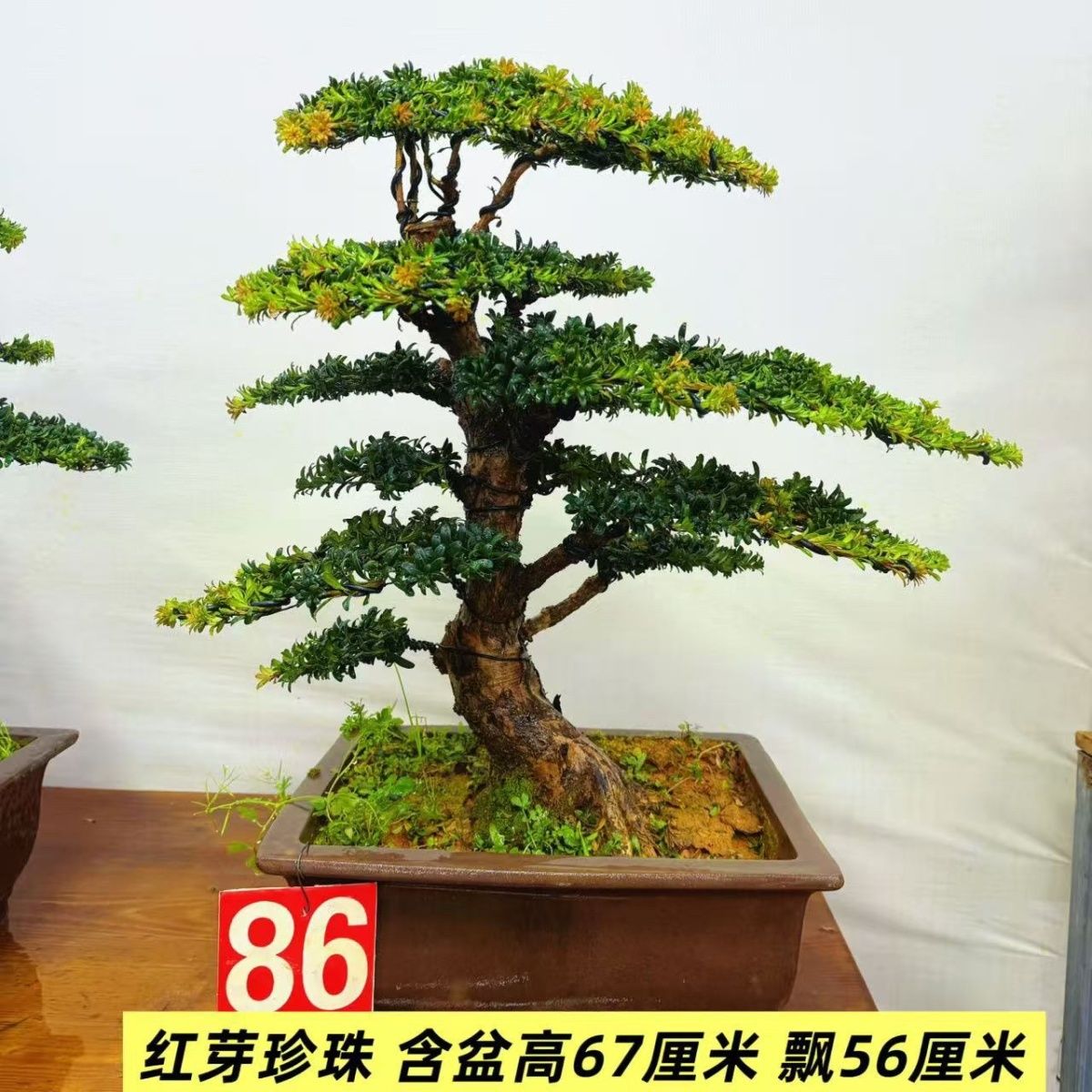 高档盆景形态罗汉松老桩带盆红芽珍珠罗汉松室内外阳台庭院好养树